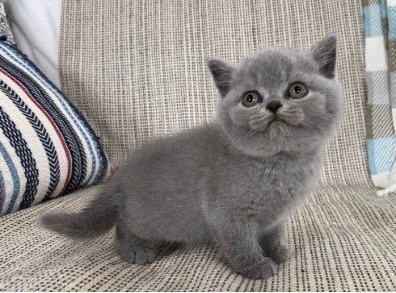 Britskorthaar grijs, Kater