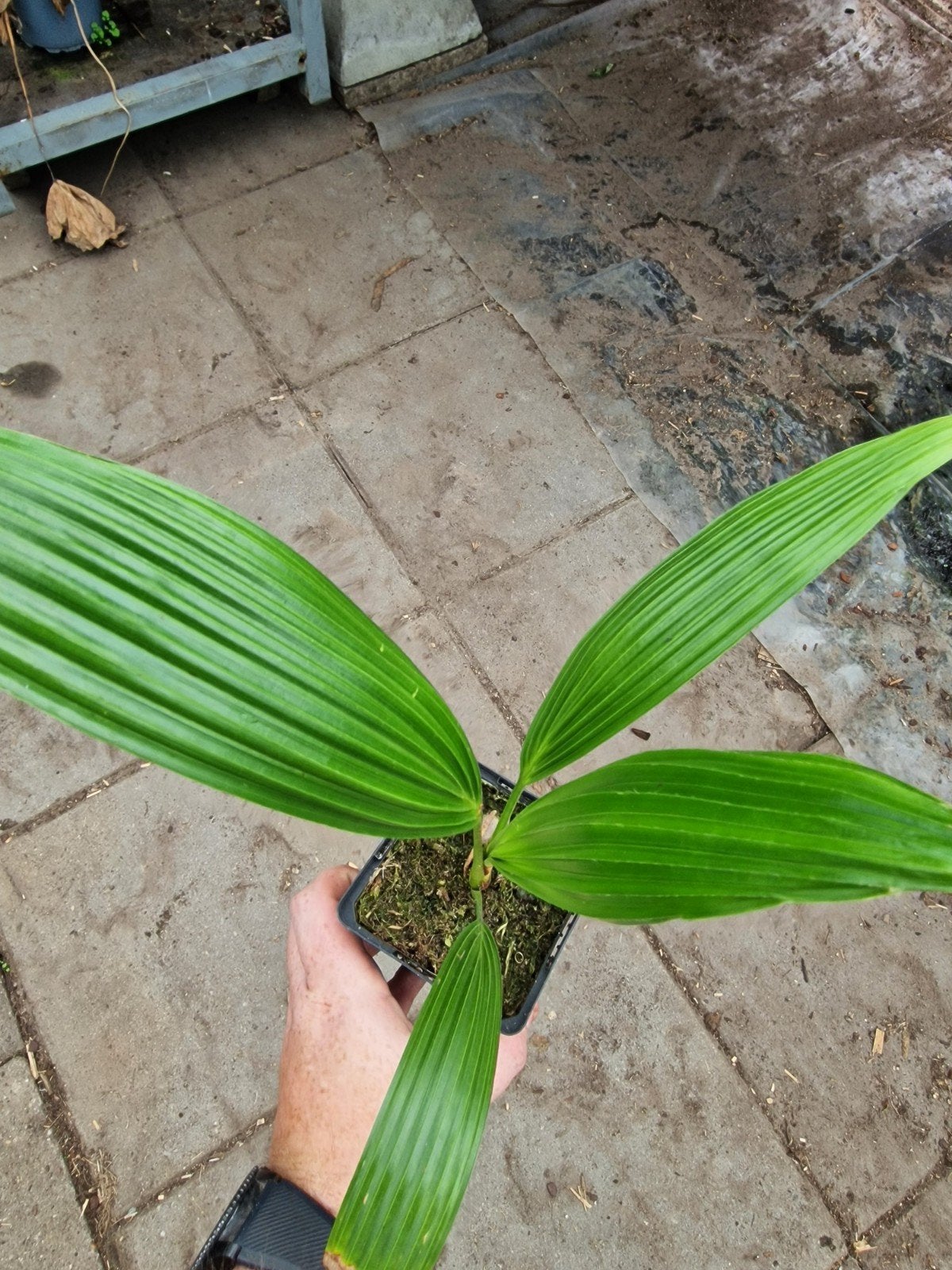 Livistona Chinensis - Chinese Waaierpalm, Overige soorten, Vaste plant, Ophalen of Verzenden, Bloeit niet