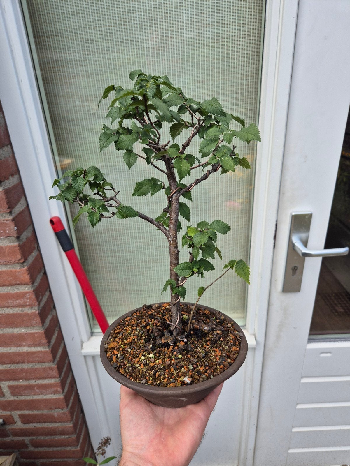 Hollandse Iep Bonsai - 20+ jaar, succesvolle marcot, Ophalen, Volle zon