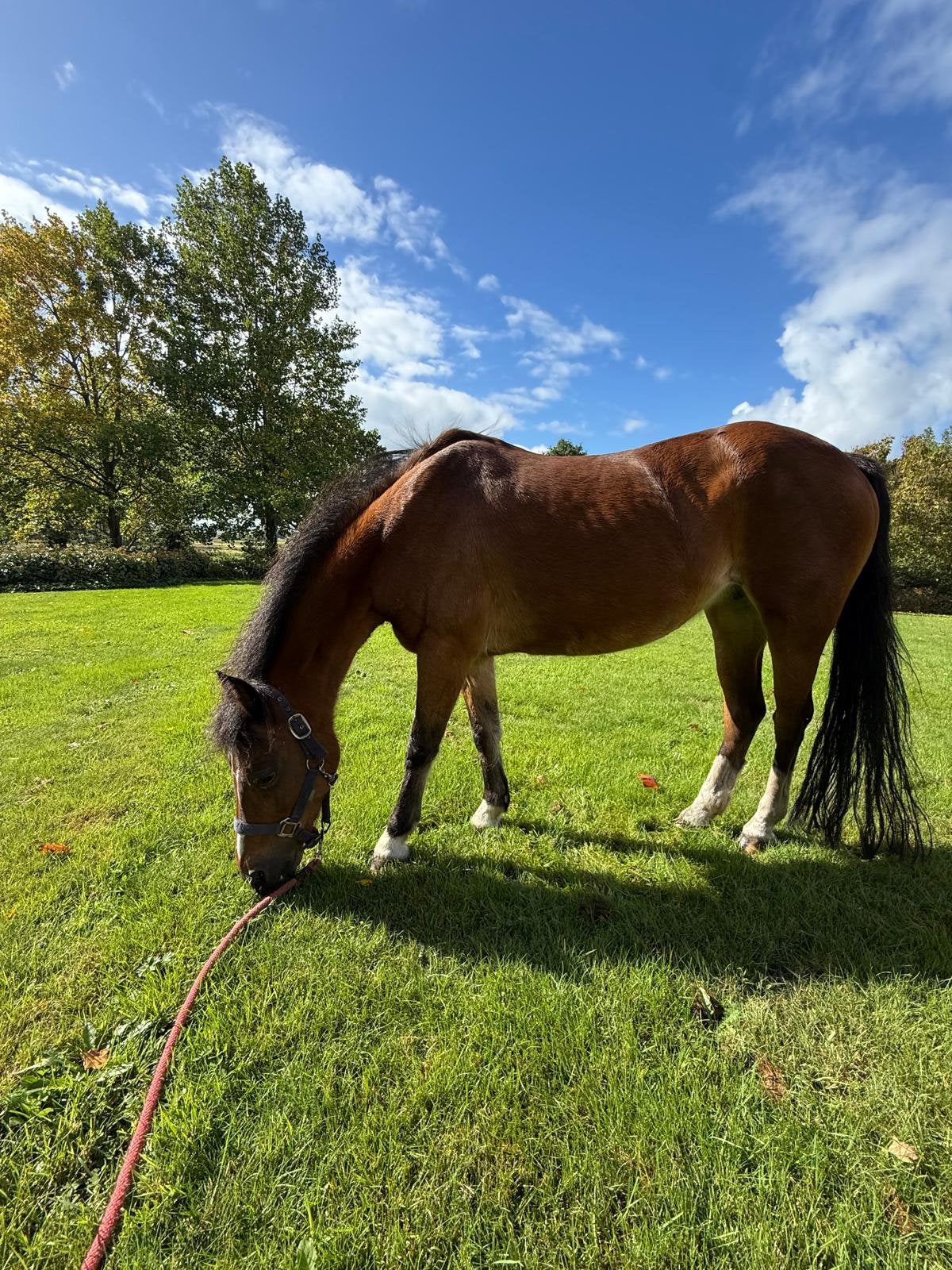 Lieve pony zoekt warm stalletje, Merrie, B pony (1.17m tot 1.27m), Gechipt, 11 jaar of ouder