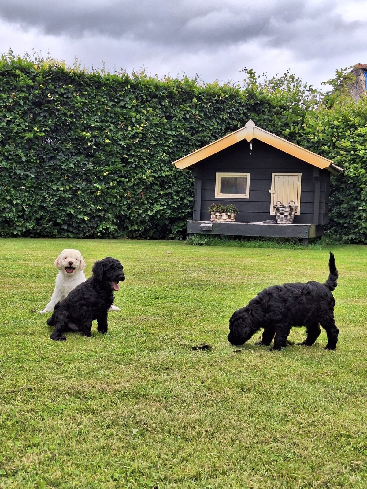 Prachtige medium F4 labradoodle pups, Dieren en Toebehoren, Honden | Retrievers, Spaniëls en Waterhonden, Meerdere dieren, Overige rassen