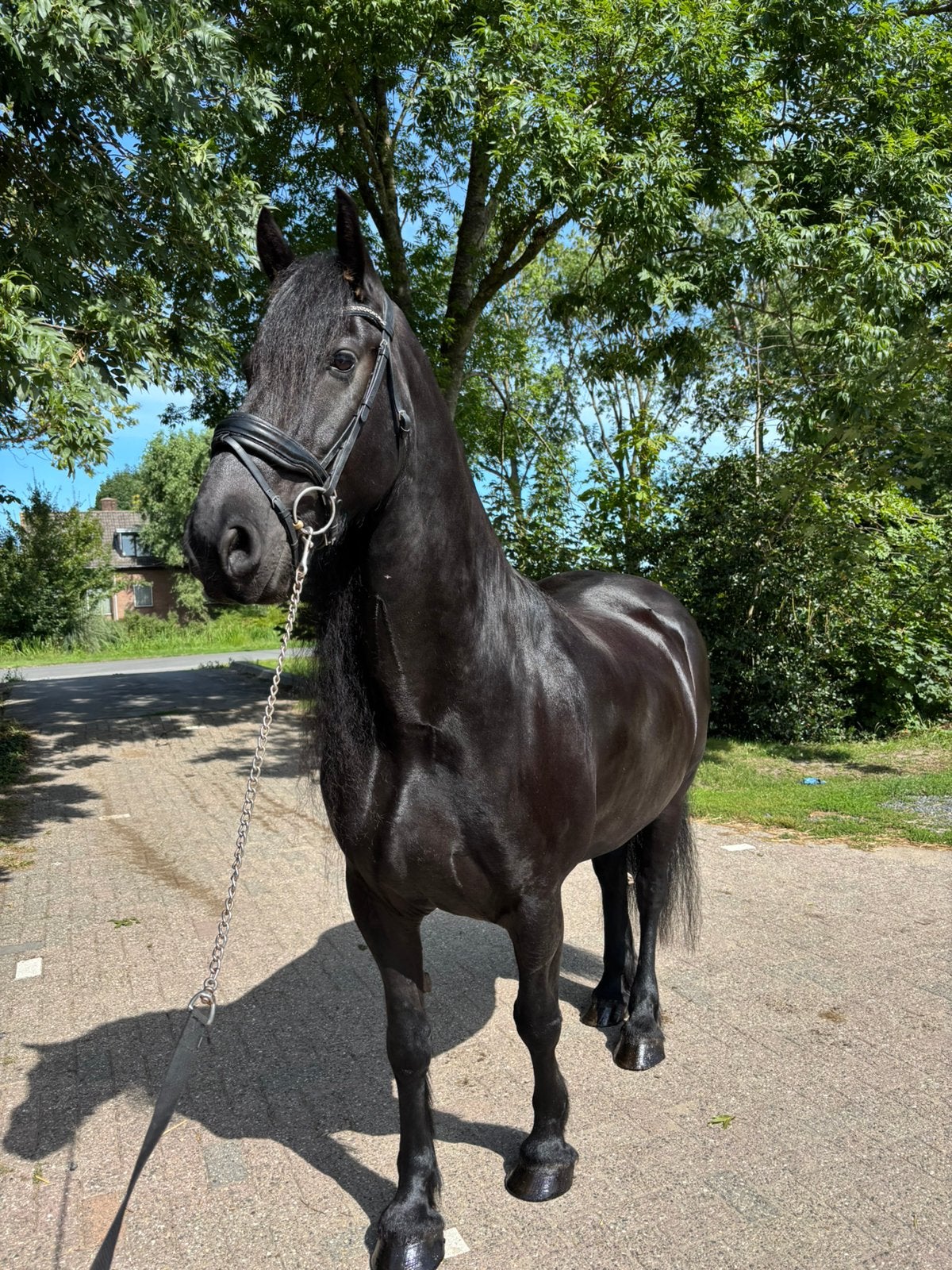 Lieve friese ruin te koop!, Ruin, Recreatiepaard