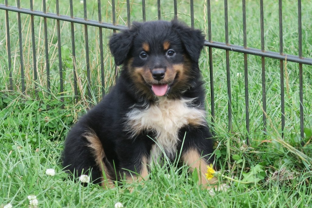 Australian Shepherd x Toller Retriever kruising, Dieren en Toebehoren, Honden | Herdershonden en Veedrijvers, Parvo, Nederland
