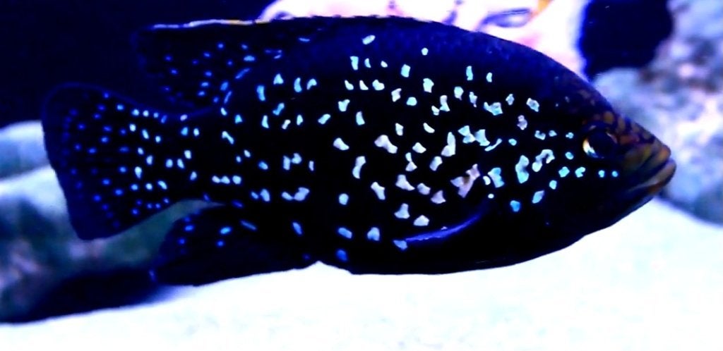 Black Diamond cichliden, Dieren en Toebehoren, Vis, Zoetwatervis