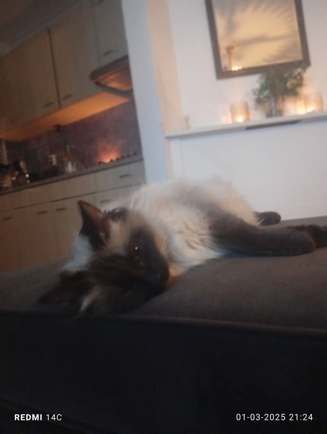 volle ragdoll kittens, Meerdere dieren