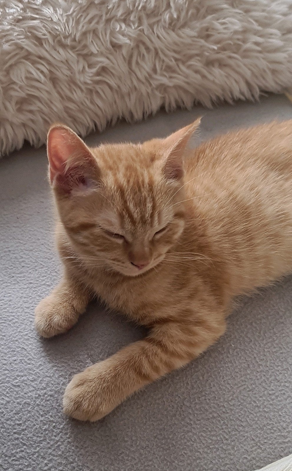 Raszuivere Britse Korth.-100% vakantieprijs laatste kans!!!, Dieren en Toebehoren, Katten en Kittens | Raskatten | Korthaar, Meerdere dieren