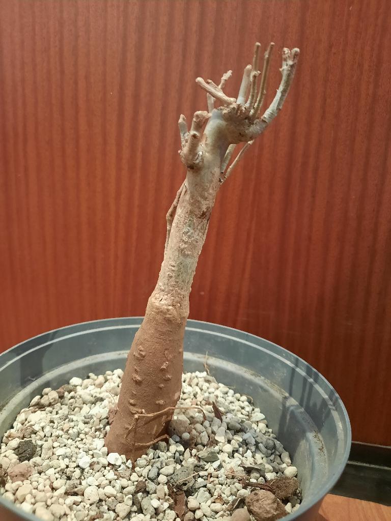 Adansonia digitata, nice Baobab, caudex, tree, succulent, Verzenden, Halfschaduw, Minder dan 100 cm