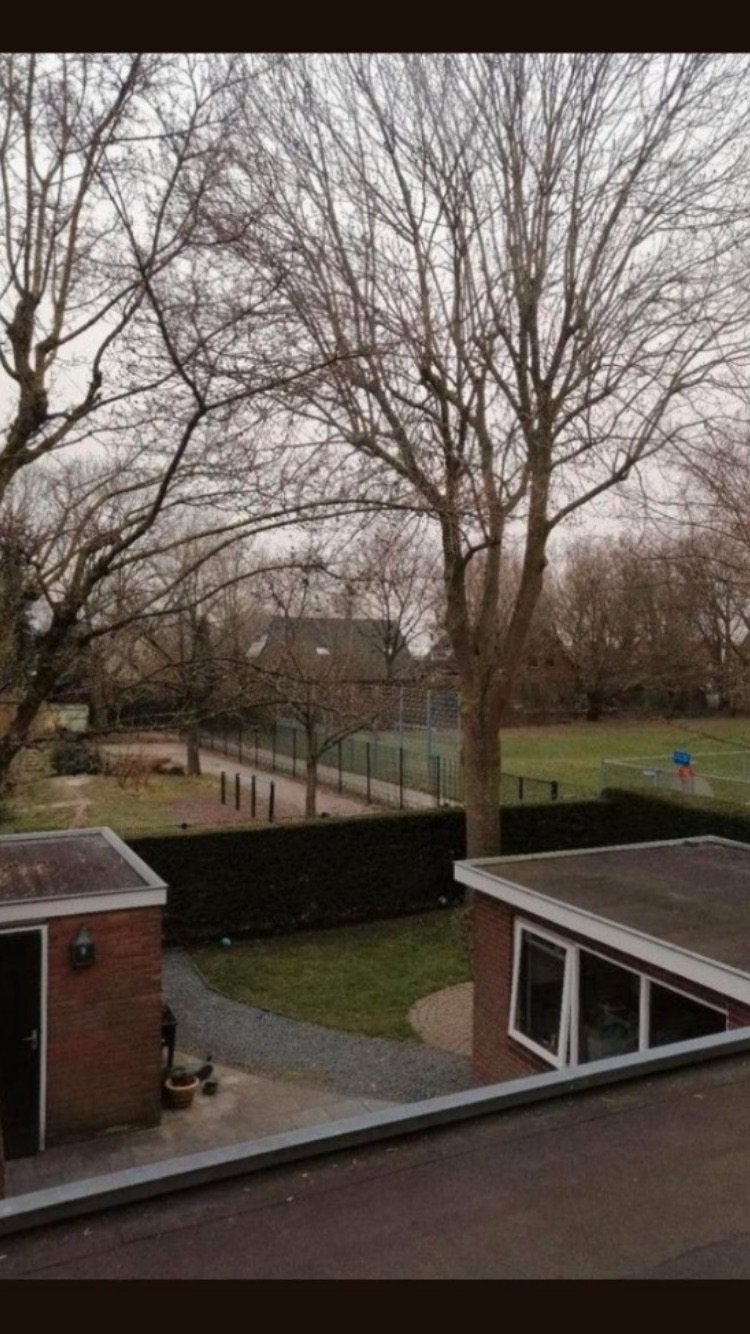 Bomen kappen/ vellen, Ophalen of Verzenden, Volle zon, Overige soorten
