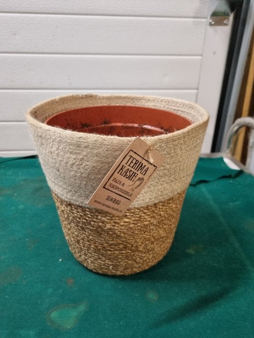 planten mand terima kasih, Ophalen of Verzenden, 'T Olde Gre-j, Info@toldegrej.nl, Endepoelstraat 20f Didam