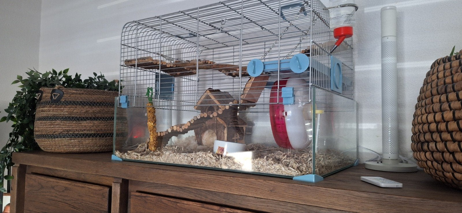 hamster met kooi en toebehoren, Dieren en Toebehoren, Mannelijk, Tam