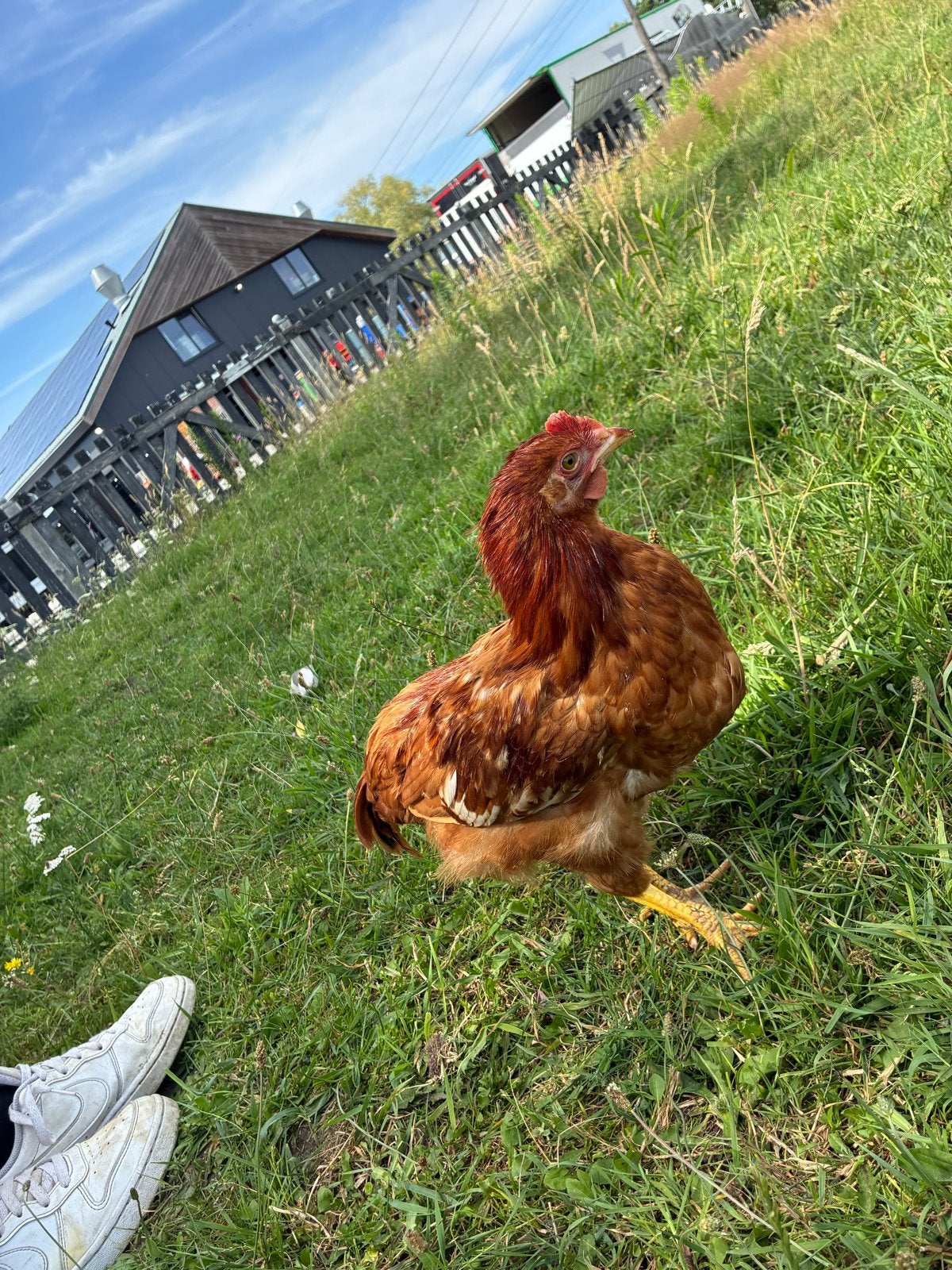 Mooie bruine leghen haan te koop 14 weeken heel tam, Dieren en Toebehoren, Pluimvee, Mannelijk, Kip