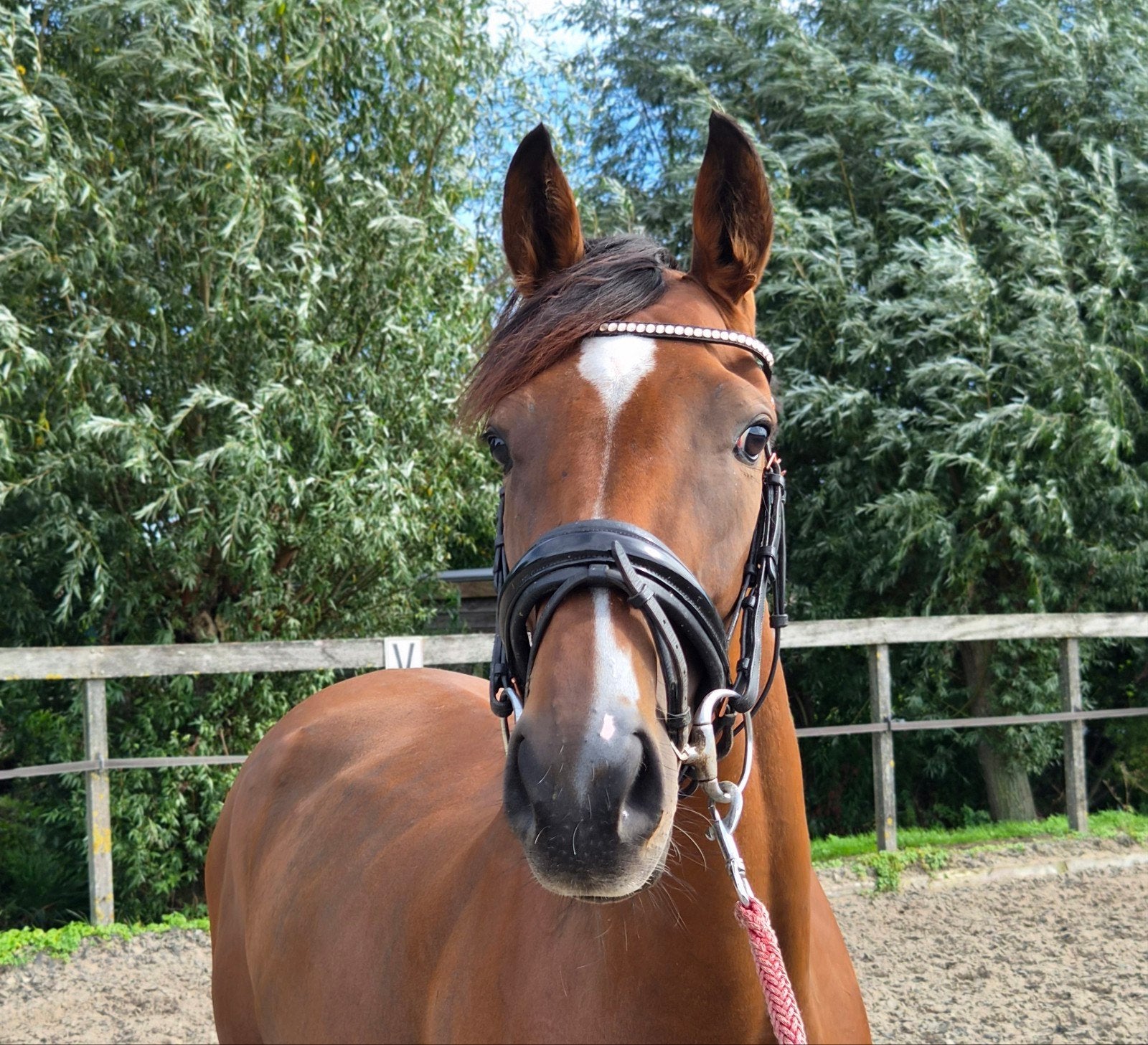 puppy pony 3jaar 155cm klaar voor een nieuwe plek!, Dieren en Toebehoren, Merrie, Onbeleerd, E pony (1.48m - 1.57m), Recreatiepony