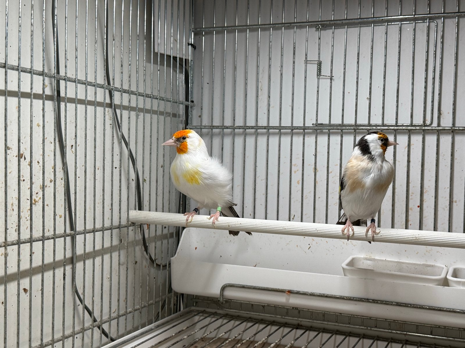 Majoor putter koppel bewezen., Meerdere dieren, Wildzangvogel, Geringd