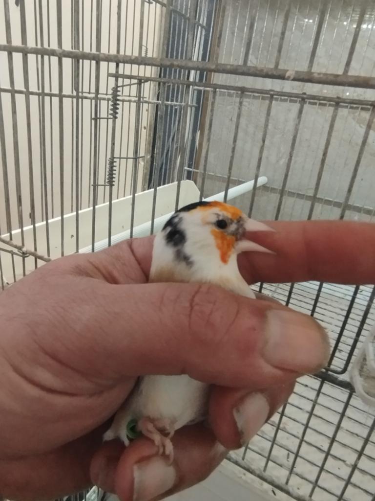 Majoor peuters koppels van 23, Dieren en Toebehoren, Vogels | Overige Vogels, Meerdere dieren, Wildzangvogel
