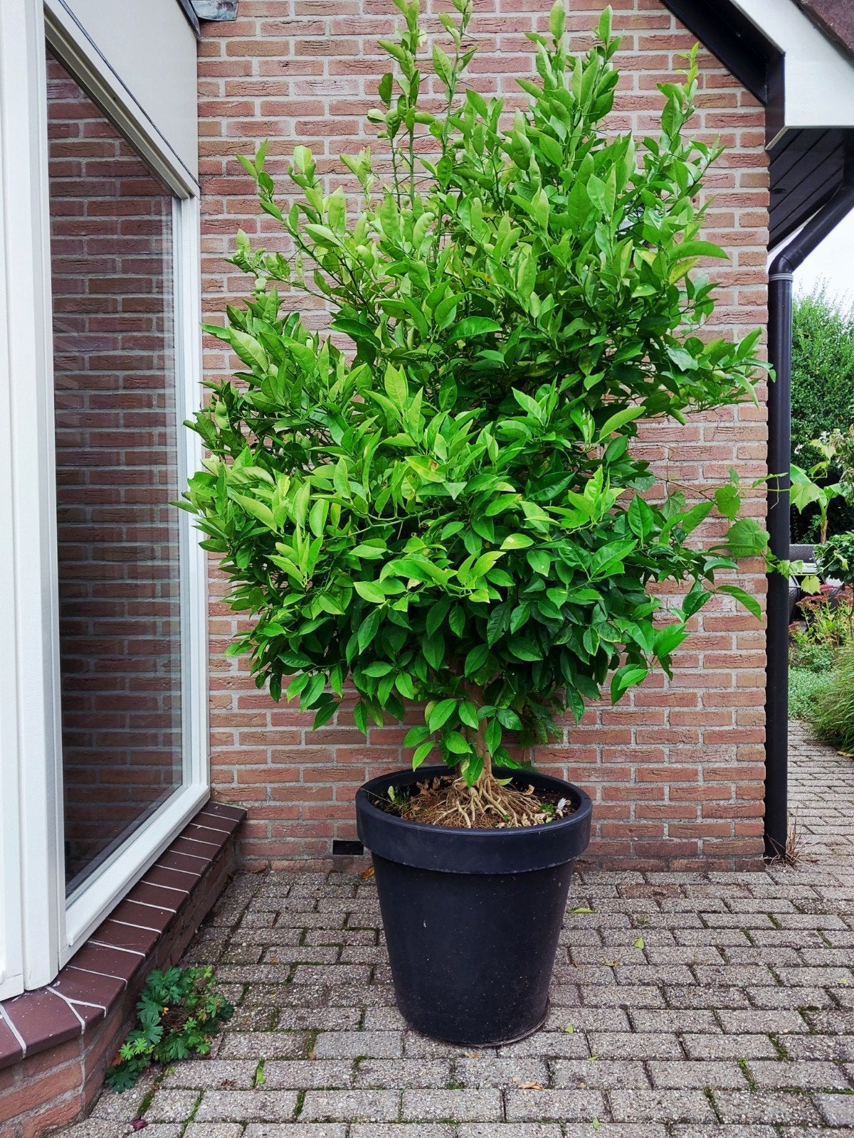 Grote, gezonde citroenboom (250cm) in pot, Ophalen, Volle zon, Vaste plant, Bloeit niet