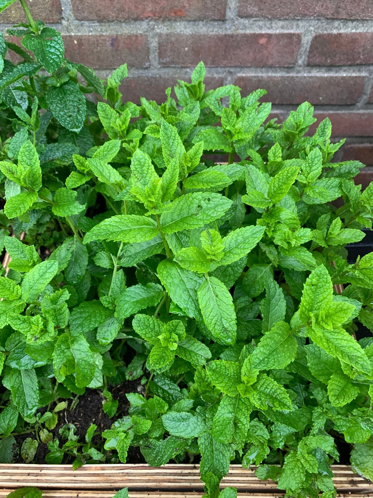 Muntplant, Ophalen of Verzenden, Overige soorten, Volle zon