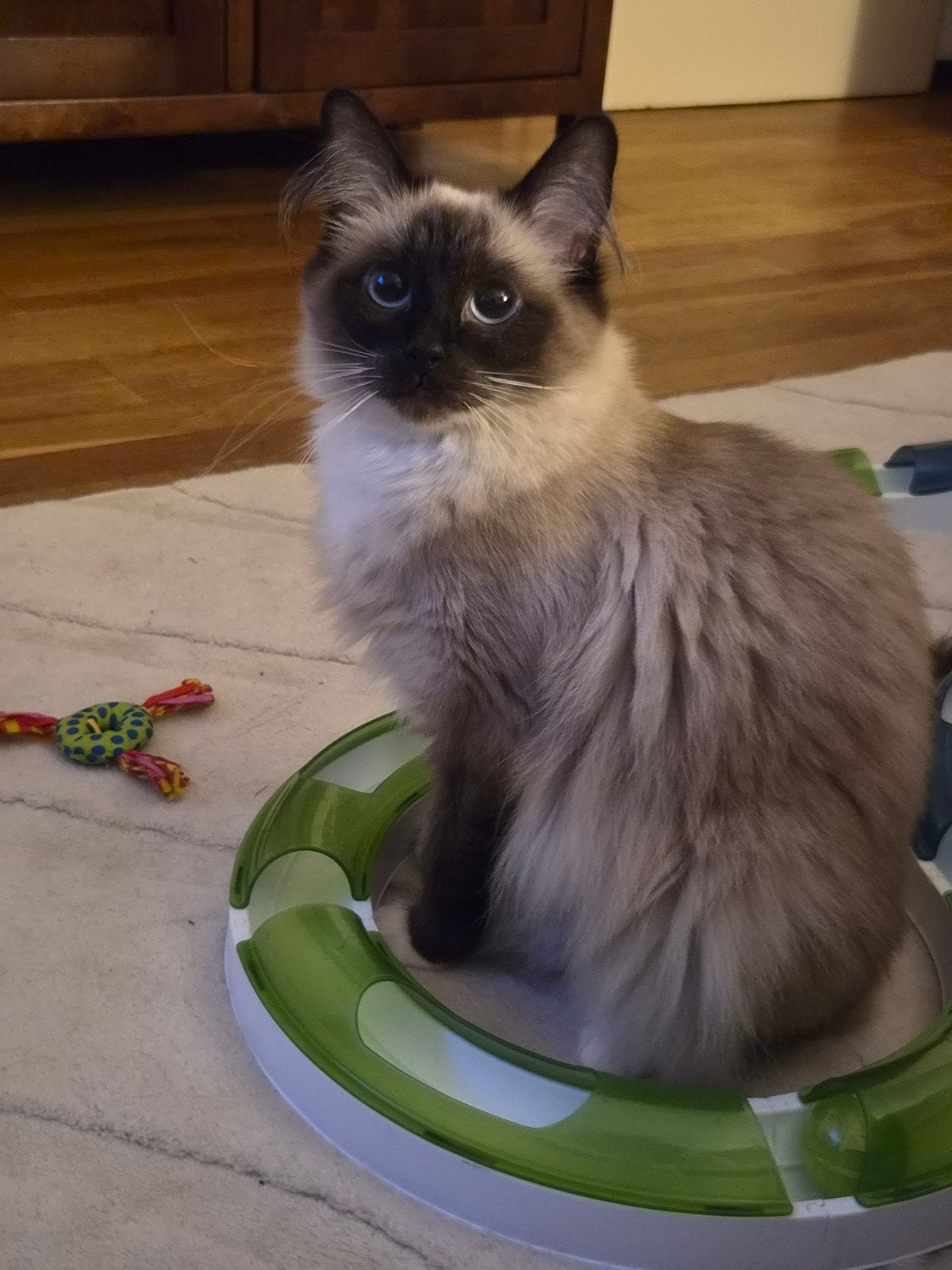 Zeer lieve Ragdoll Herplaatser, Poes, Gechipt
