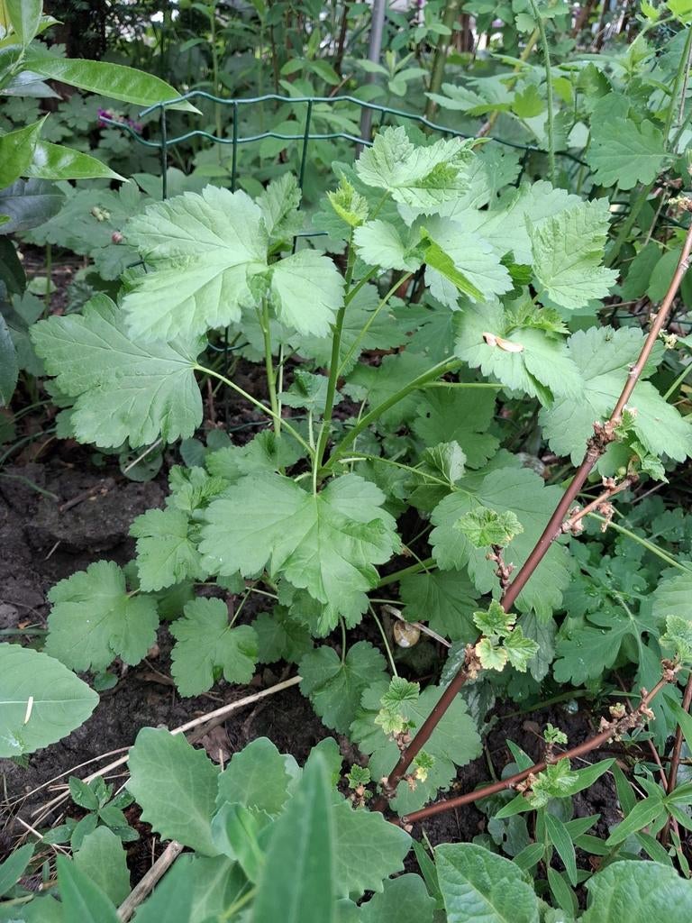 Tuinplanten uit pluktuin; fruit en bloemen., Tuin en Terras, Ophalen, Rond, Tuin, Minder dan 30 cm