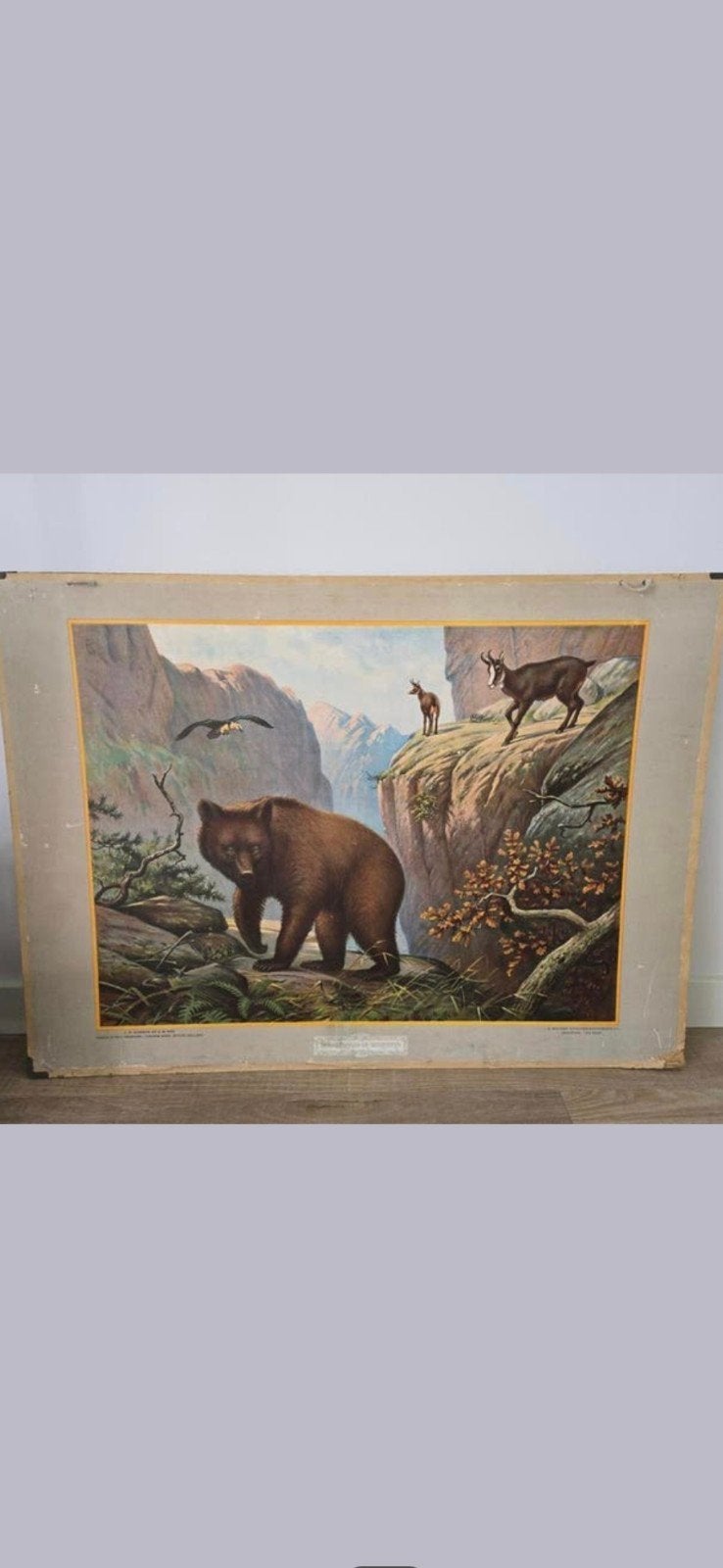 Prachtige antieke Grote schoolplaat uit 1924 €25, Antiek en Kunst, Antiek | Schoolplaten, Ophalen of Verzenden, Natuur en Biologie