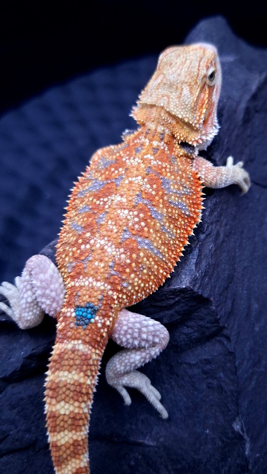 Baardagaam Orange Hypo Blue Tiger poss double het. man, Dieren en Toebehoren, Hagedis, 0 tot 2 jaar