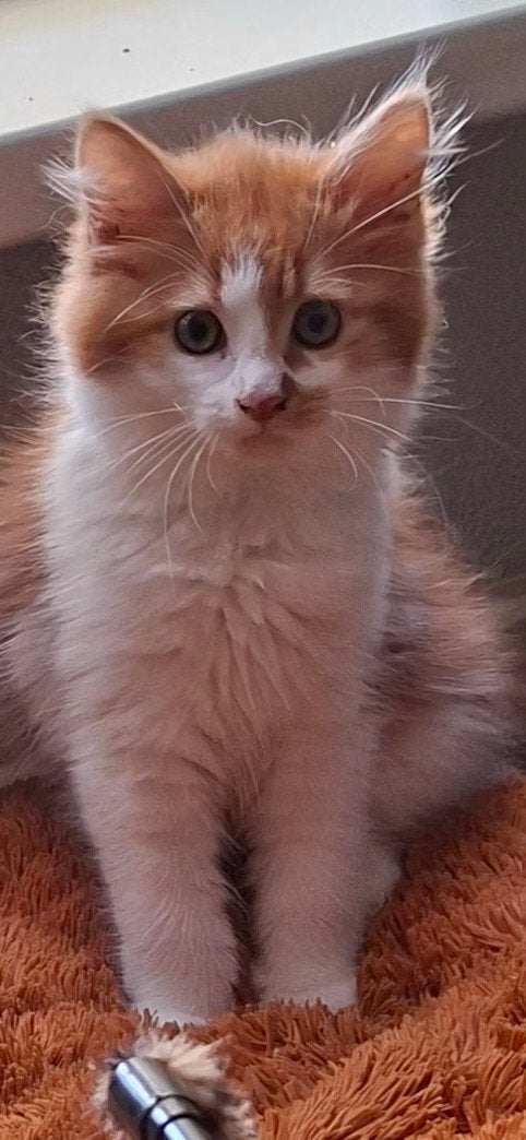 Geweldige pluizenbol, 😍 Maine coon kittens 😻😸, Dieren en Toebehoren, Meerdere dieren, Ontwormd