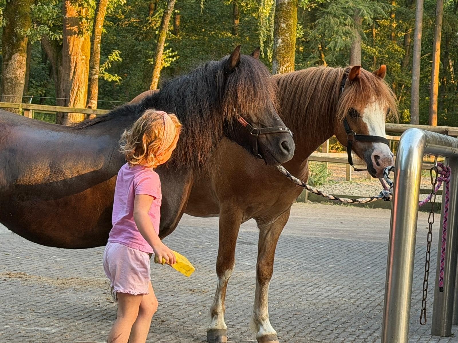 Verzorg pony's aangeboden, Ophalen