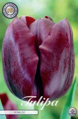 Tulpenbollen: Ronaldo, Royal Virgin, Seadov, Ophalen of Verzenden, Najaar, Volle zon, Bloembol
