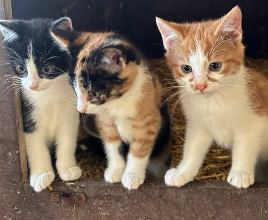 Lieve boerderij kittens, Meerdere dieren