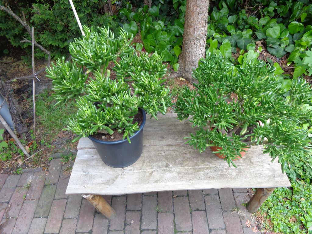 crassula horntree, Ophalen, Vetplant, Halfschaduw, Minder dan 100 cm