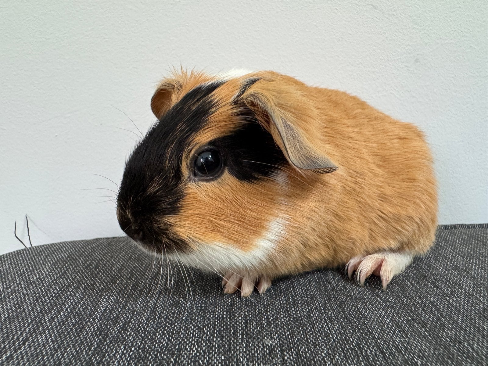 Lief beertje Jeroen, Augustus, Mannelijk, Cavia