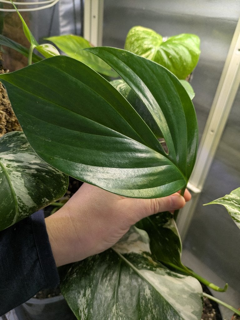 Philodendron Dragon Tail stek, Huis en Inrichting, Kamerplanten, Ophalen of Verzenden, Halfschaduw, Minder dan 100 cm