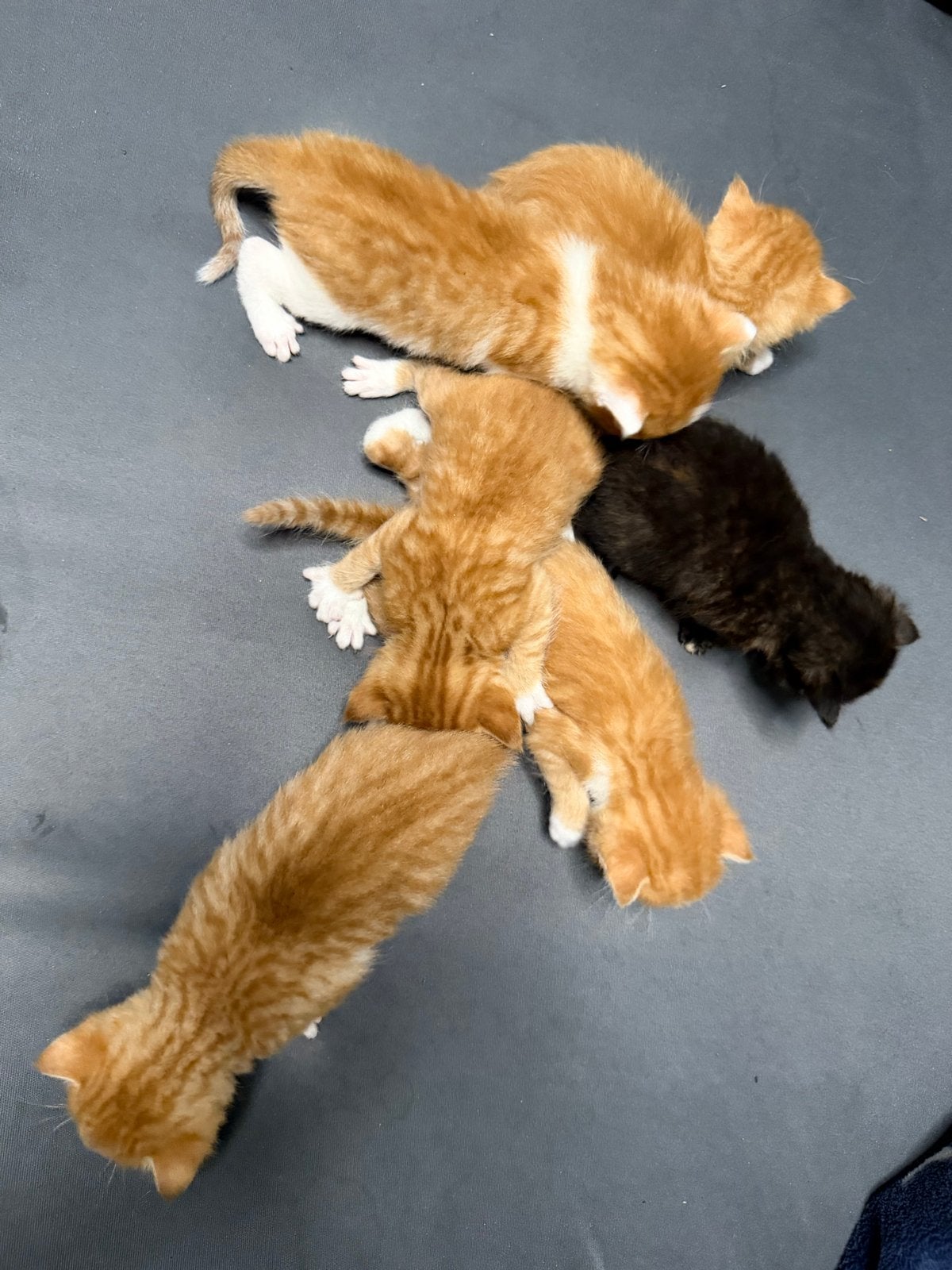 Nestje Kittens, Maincoon/ Europes korthaar/ Raqdoll, Dieren en Toebehoren, Meerdere dieren
