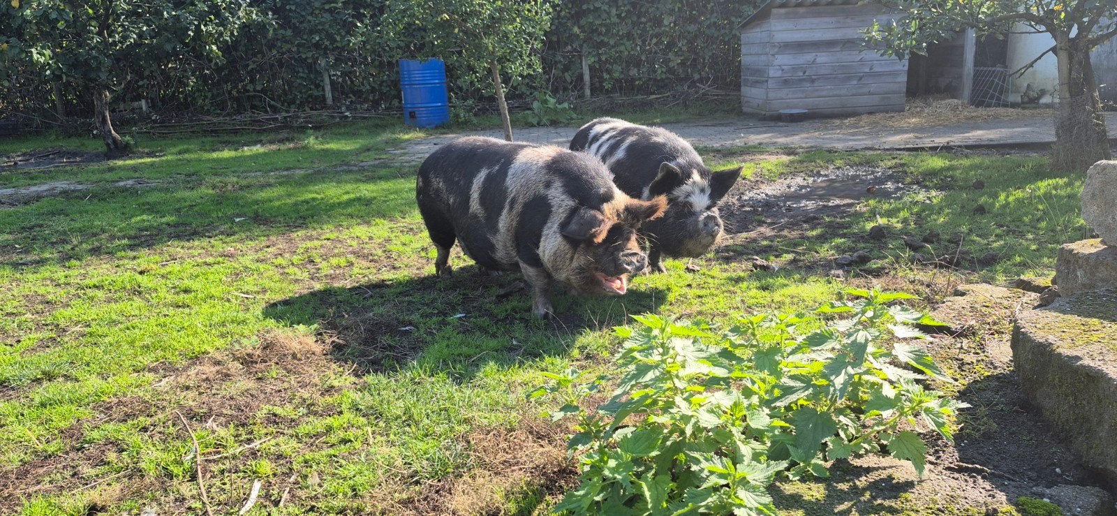 Twee prachtige Kune Kune zeugen van 6 jaar, Vrouwelijk, Varken, 6 jaar of ouder