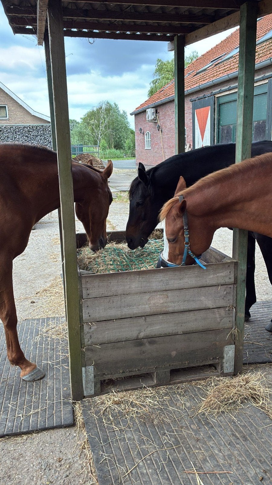 Stalhulp gezocht, Dieren en Toebehoren, Stalling en Weidegang
