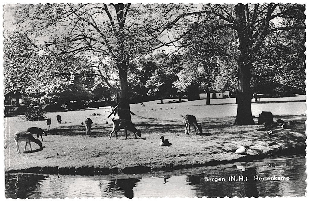 700115 Bergen 1957 Hertenkamp Gelopen met postzegel, Ophalen of Verzenden, 1940 tot 1960, Gelopen, Noord-Holland