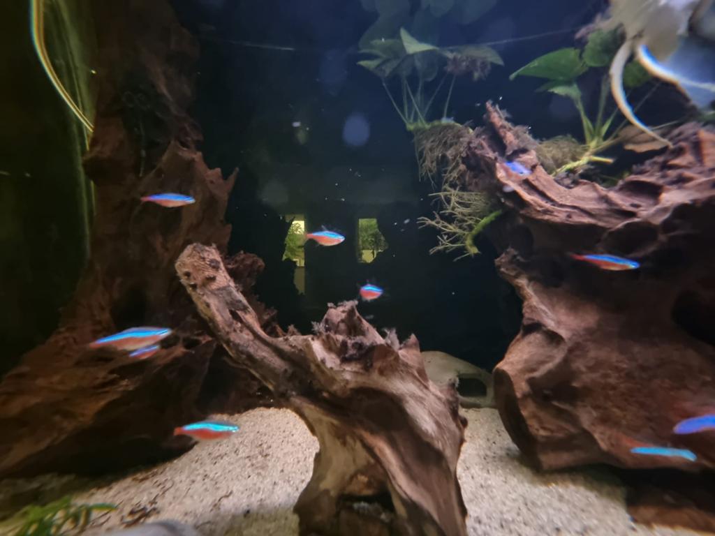 Prachtig compleet aquarium te koop, Vis, Zoetwatervis