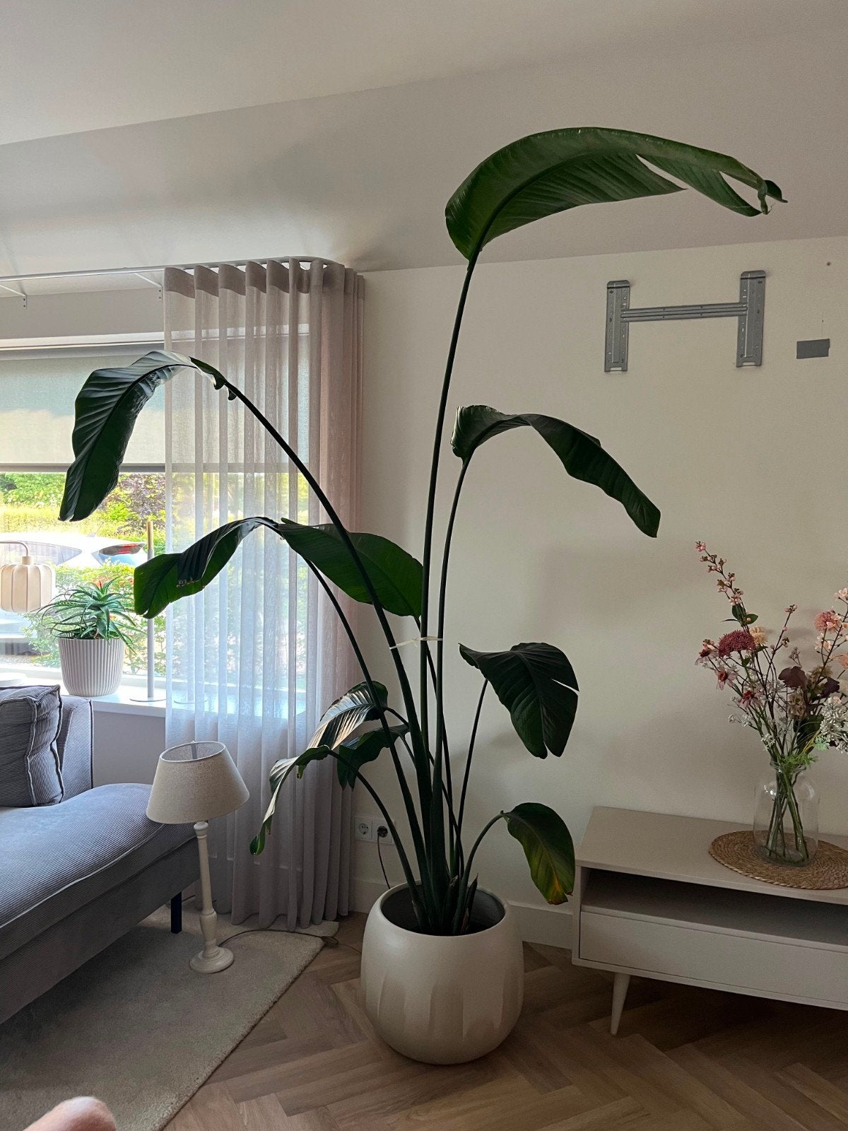 Strelitzia nicolai (paradijsvogelplant) incl stenenpot, Ophalen, Halfschaduw, 200 cm of meer
