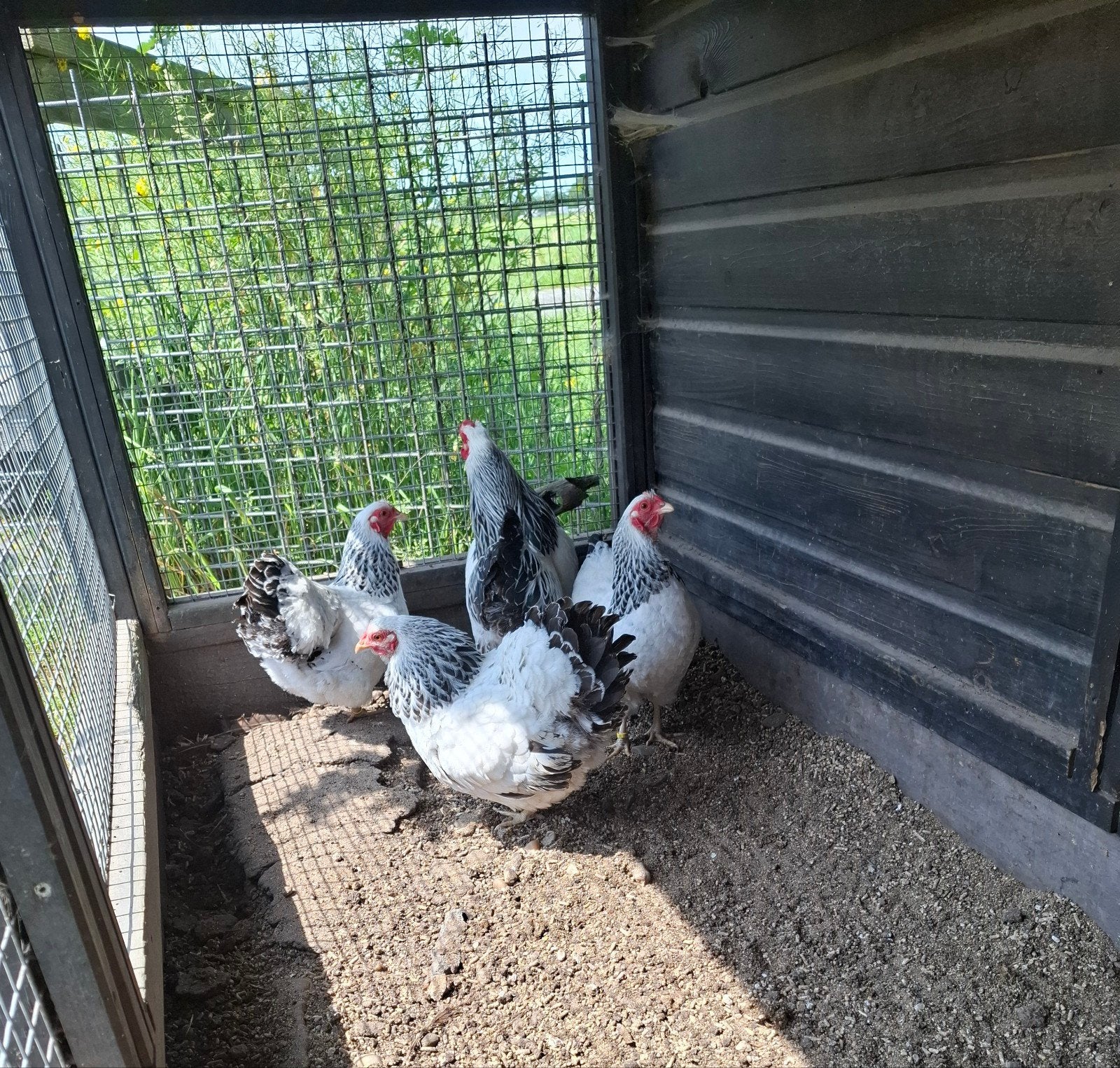 Wyandotte kriel, Dieren en Toebehoren, Meerdere dieren, Kip
