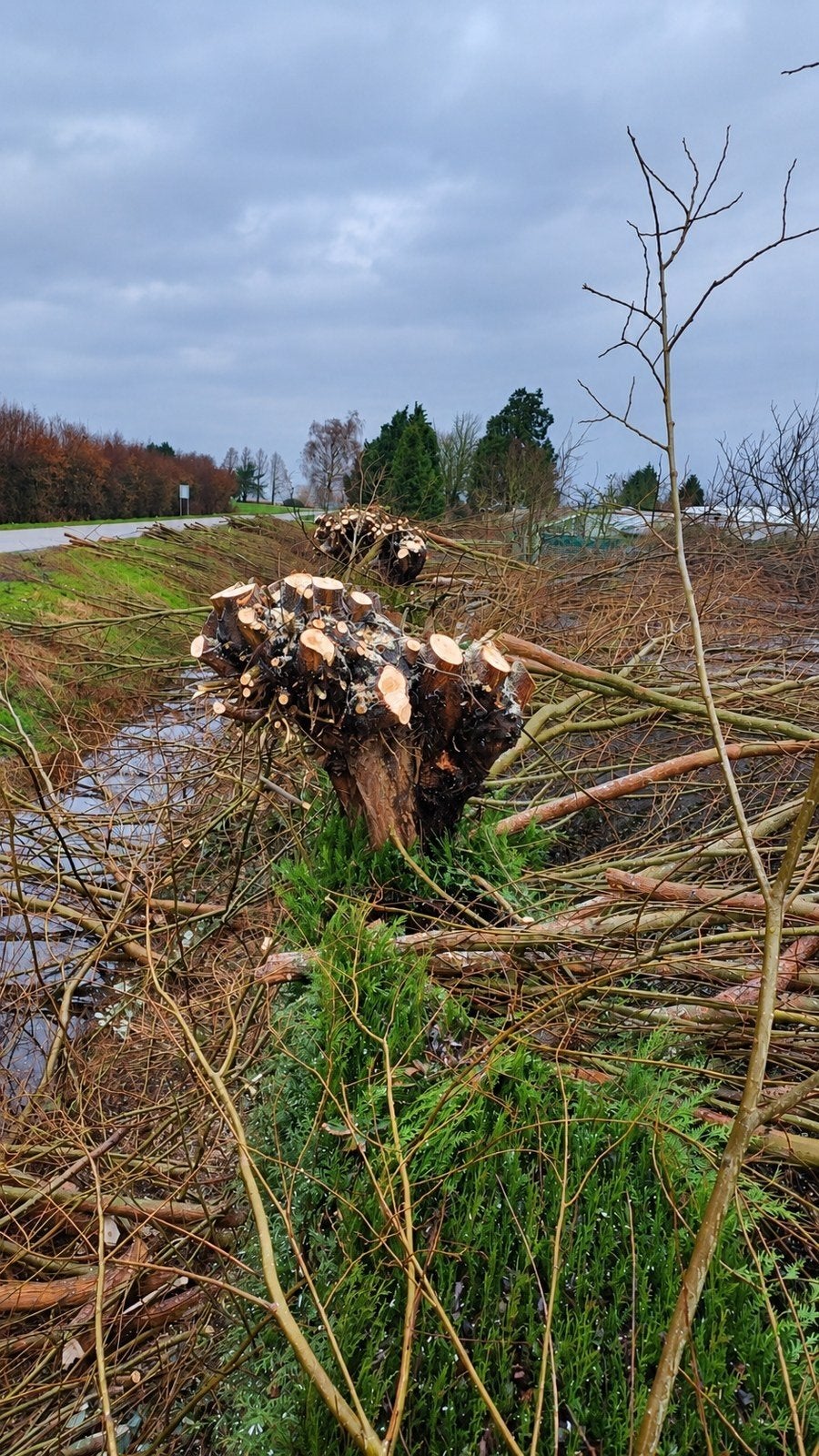 Bomen snoeien of verwijderen | Boomverzorging & bosbouw