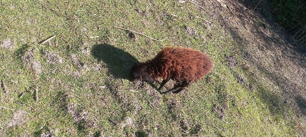 Quessant of ouessant ooien en 2 ramlammen, Vrouwelijk, Schaap, 0 tot 2 jaar