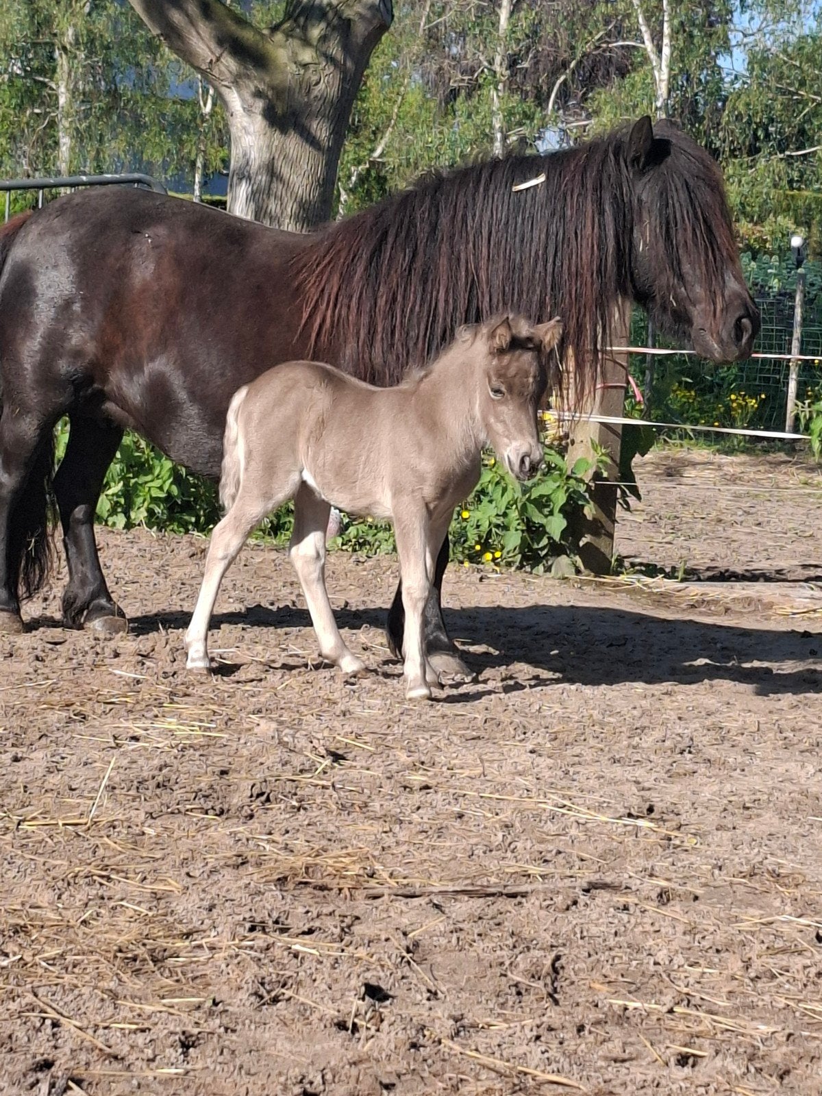 Mooie nsps kroonmerrie, Dieren en Toebehoren, Merrie, A pony (tot 1.17m)