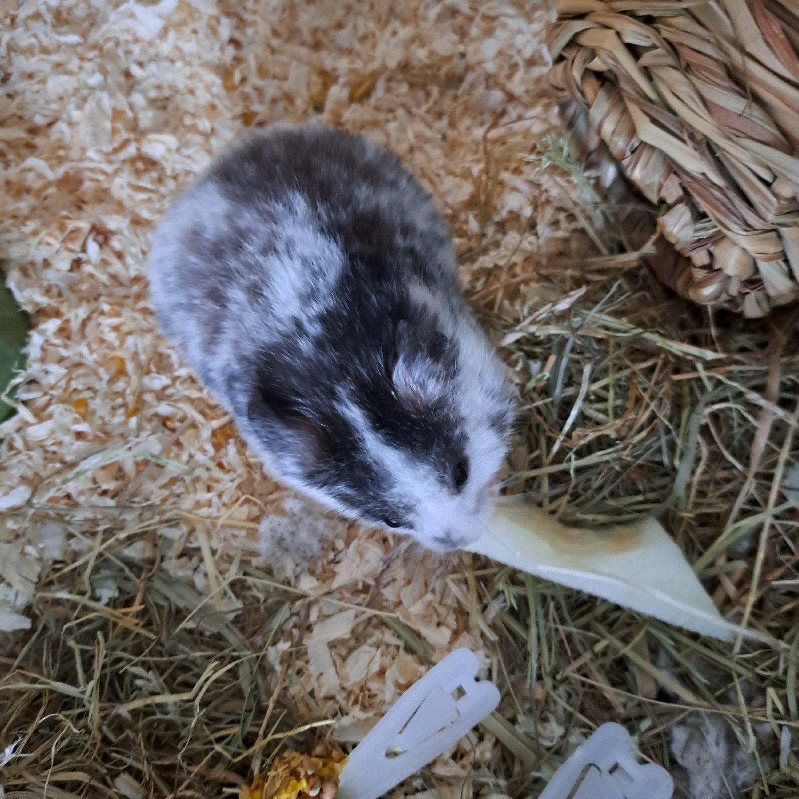 hamster met kooi, Dieren en Toebehoren, December, Mannelijk, Hamster