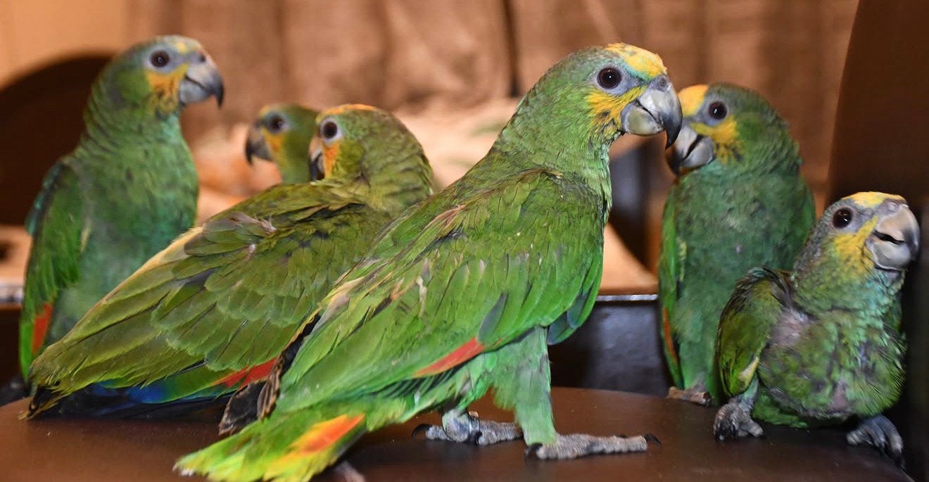 surinaamse puppy amazone papegaaien, Meerdere dieren, Papegaai, Pratend