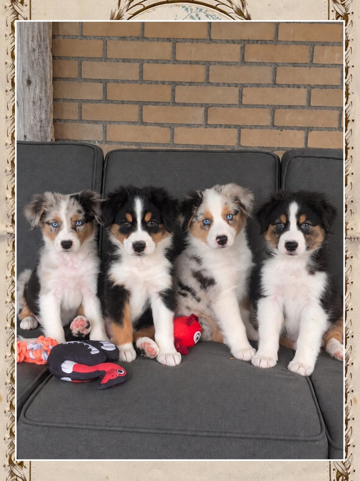 geweldige raszuivere australian shepherd pups zoeken baasjes, Dieren en Toebehoren, 8 tot 15 weken, CDV (hondenziekte), Meerdere