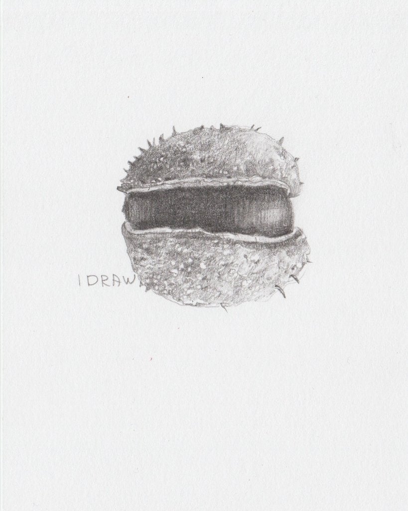 Kastanje, Verzenden, Tekening, Potloodtekening, Handgemaakt