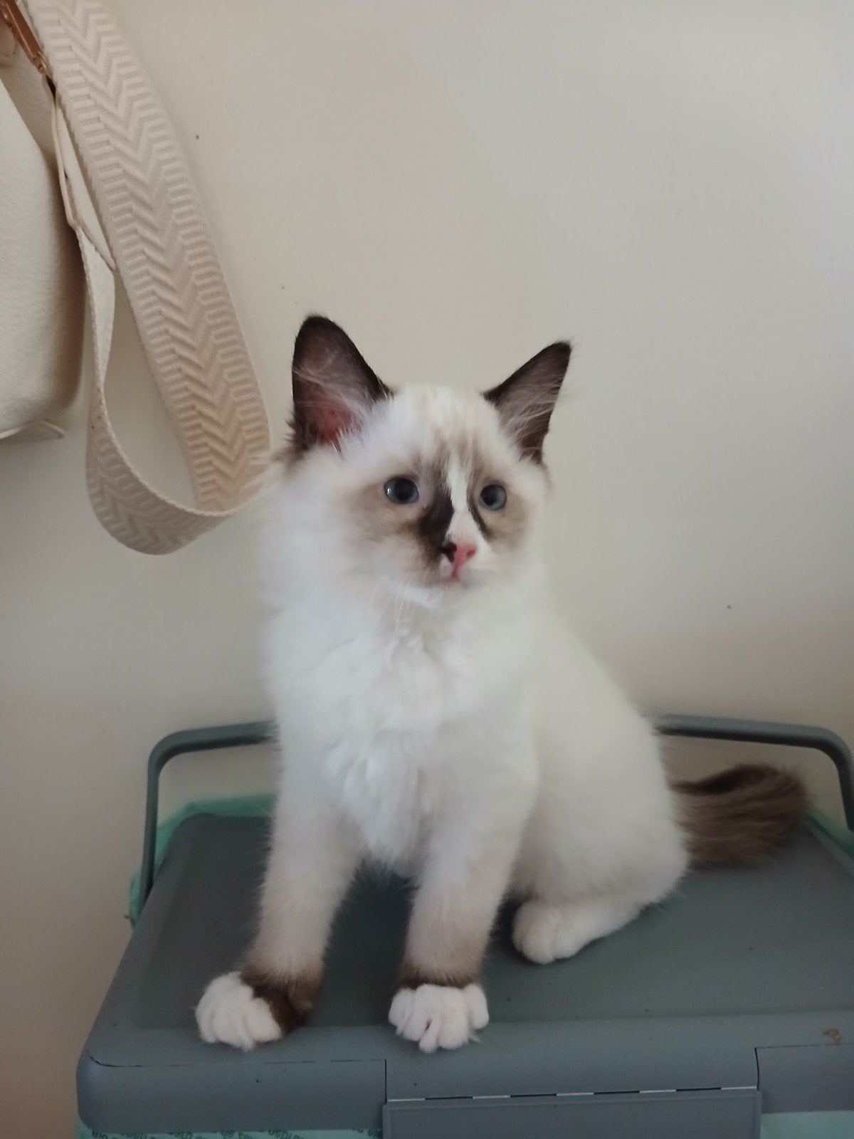 Schattige Ragdoll kittens, Dieren en Toebehoren, Katten en Kittens | Raskatten | Langhaar, Meerdere dieren, Gechipt, 0 tot 2 jaar