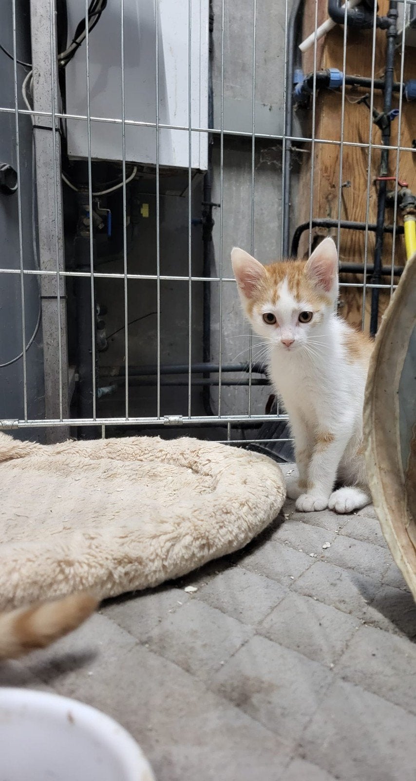 leuke rood witte katertjes zoeken een nieuw thuis, Kater