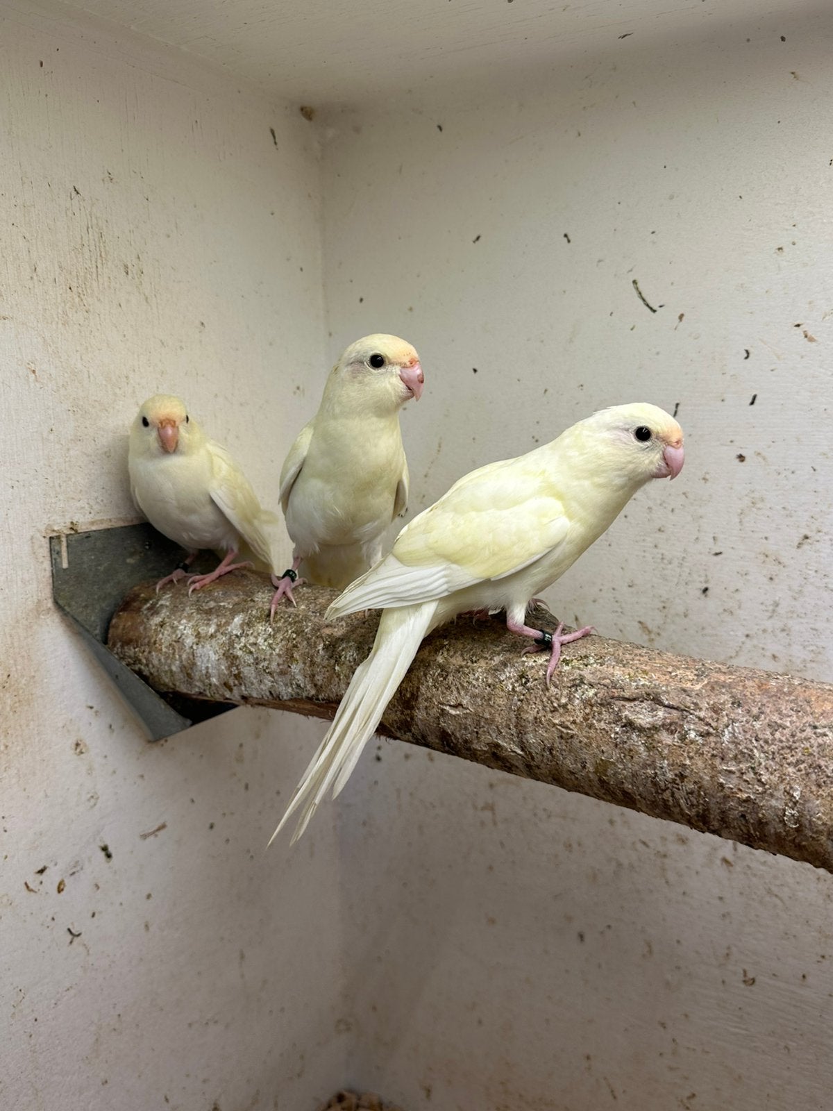 Laatste 3 jonge Kakariki pop parkieten zoeken huisje, Dieren en Toebehoren, Vogels | Parkieten en Papegaaien, Vrouwelijk, Parkiet