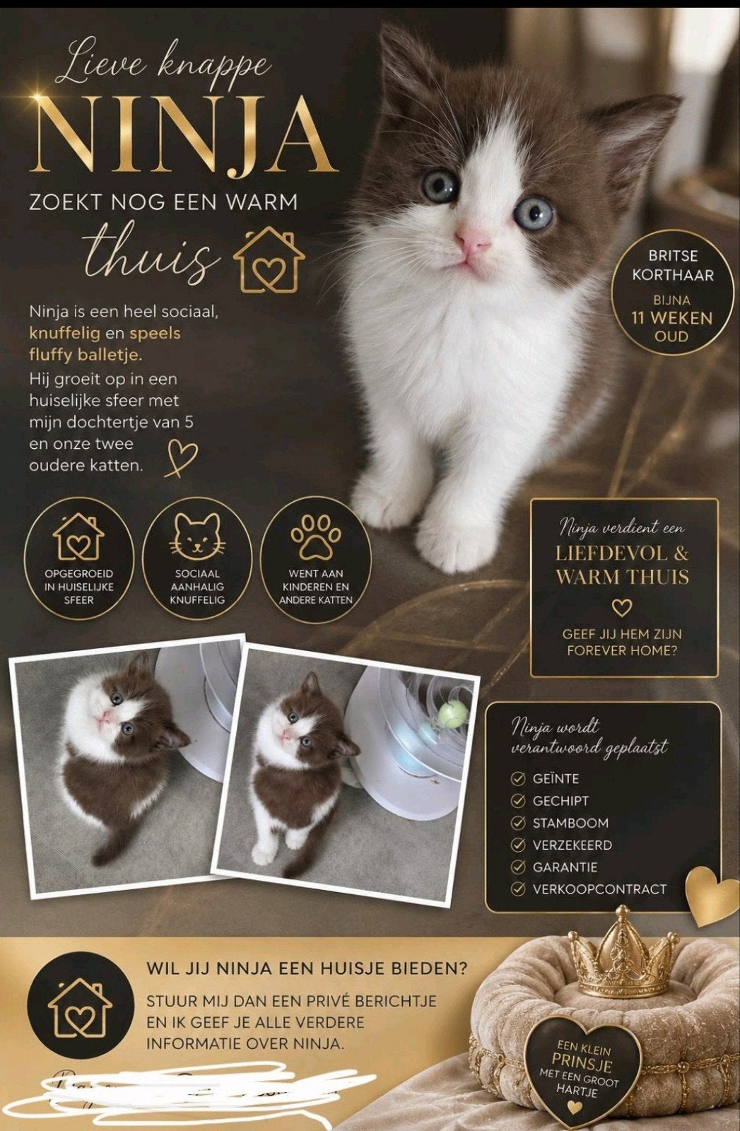 Britse Korthaar kitten/fok/kater met stamboom(cinnamon), Kater, Met stamboom, 0 tot 2 jaar