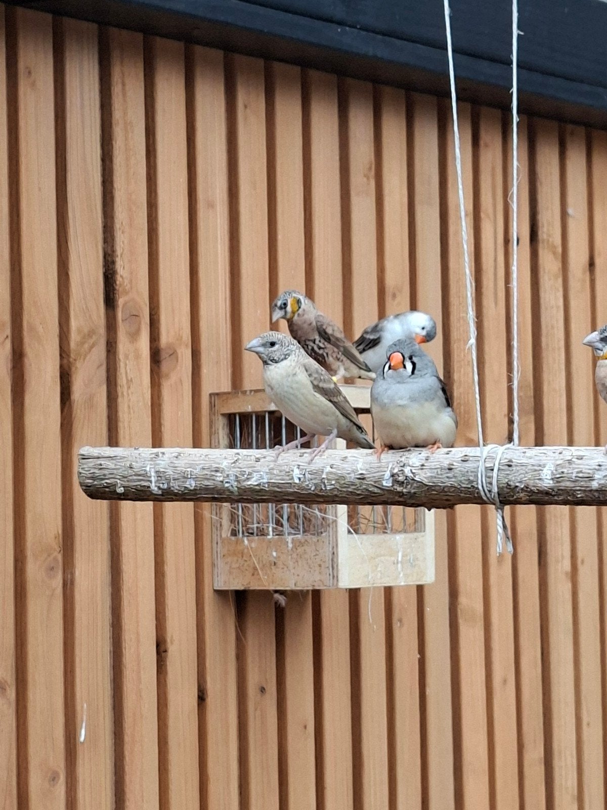 Ruilen; bandvink pop, Dieren en Toebehoren, Vrouwelijk